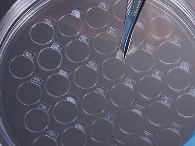 細(xì)胞爬片柄成一定角度翹起，方便操作者直接夾取